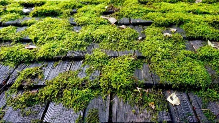 How to Manage Roof Mold Growth: A 2026 Pillar Guide for Homeowners
